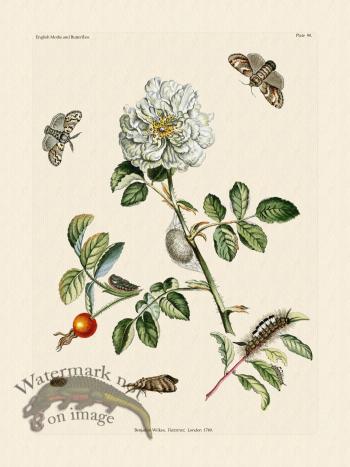 Wilkes Butterflies 090